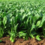 Spinach Farming: जानें पालक की खेती करने का नया तरीका
