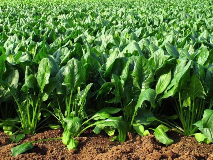 Spinach Farming: जानें पालक की खेती करने का नया तरीका