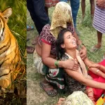 Tiger terror continues in Sitapur, UP! 2 farmers died, 40-member team of forest department could not search