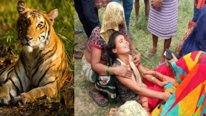 Tiger terror continues in Sitapur, UP! 2 farmers died, 40-member team of forest department could not search