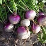 Turnip Farming: जानें शलजम की खेती करने की विधि