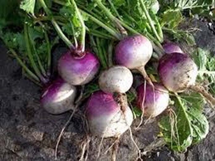 Turnip Farming: जानें शलजम की खेती करने की विधि