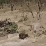 Haryana Flood: हरियाणा में खतरे के निशान से ऊपर बह रही यमुना, कई गांव में घुसा मारकंडा नदी का पानी
