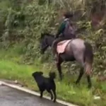 Viral Video