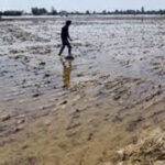 Punjab Hindi News : पंजाब में पटरी पर लौटने लगा जीवन