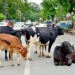 A modern cattle shelter will be built in Zirakpur for injured cows; it will provide treatment and a safe haven for them.
