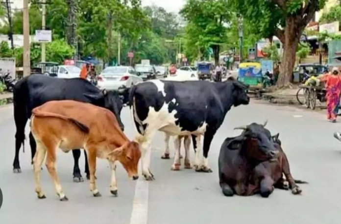 A modern cattle shelter will be built in Zirakpur for injured cows; it will provide treatment and a safe haven for them.