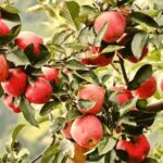 Apple Farming: सेब की खेती पर संकट