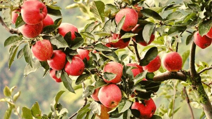 Apple Farming: सेब की खेती पर संकट