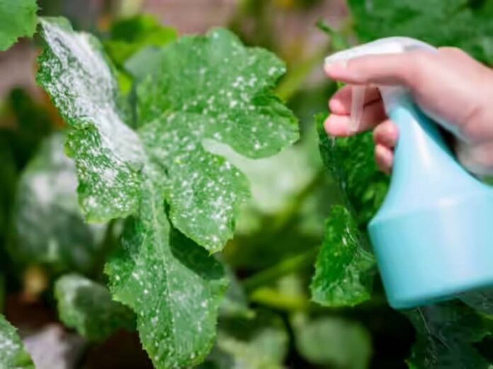 Baking Soda Use: इन 5 पौधों में फंगल इंफेक्शन दूर करने के बेकिंग सोडा का करें इस्तेमाल