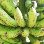Banana Farming: केले के लिए बेहद खतरनाक है सिगाटोका रोग