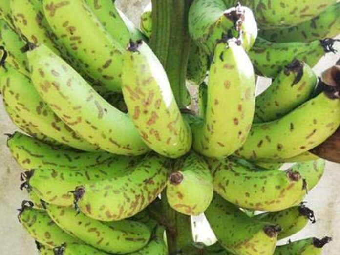 Banana Farming: केले के लिए बेहद खतरनाक है सिगाटोका रोग