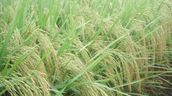 Basmati Paddy: बासमती धान की फसल को कीटों से बचाव के लिए करें ये उपाय
