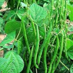 Bean Plant: घर की बालकनी में उगाएं सेम का पौधा, जानें विधि