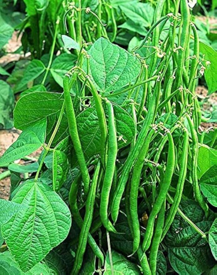 Bean Plant: घर की बालकनी में उगाएं सेम का पौधा, जानें विधि
