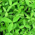 Berseem Farming: इस तरीके से करें बरसीम की बुवाई, पशुओं के लिए कभी नहीं होगी चारे की किल्लत