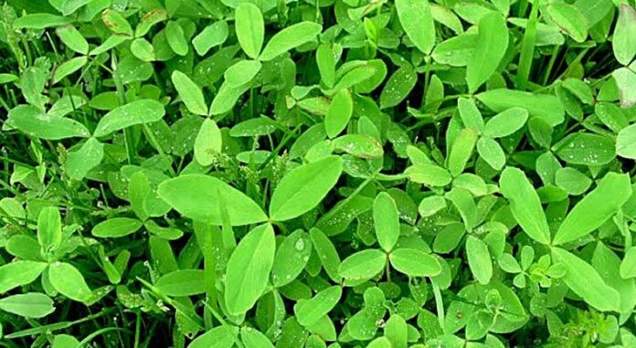 Berseem Farming: इस तरीके से करें बरसीम की बुवाई, पशुओं के लिए कभी नहीं होगी चारे की किल्लत