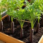 Black Carrot Farming: जानें घर पर काली गाजर उगाने का तरीका