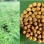 Chickpea Cultivation: चने की खेती में क्रांति ला रही हैं ये तीन किस्में