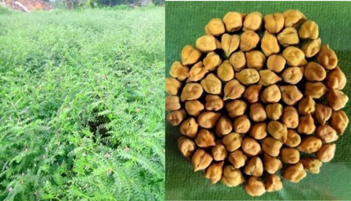 Chickpea Cultivation: चने की खेती में क्रांति ला रही हैं ये तीन किस्में