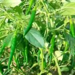 Chili Farming: मिर्च के पौधे में नहीं आ रहे फल तो फौरन करें ये घरेलू उपाय