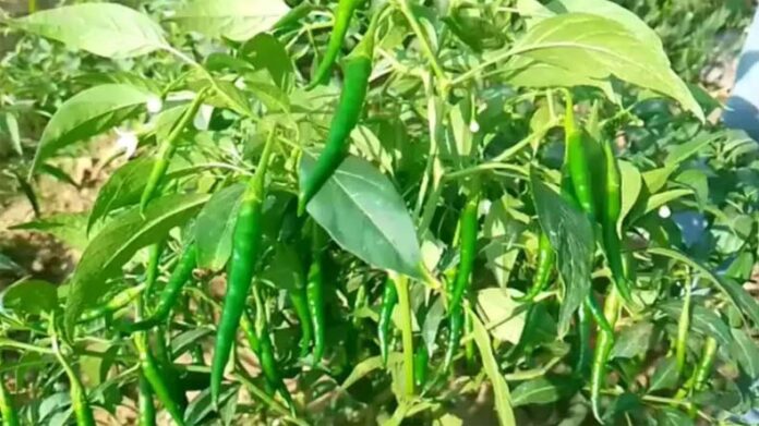 Chili Farming: मिर्च के पौधे में नहीं आ रहे फल तो फौरन करें ये घरेलू उपाय