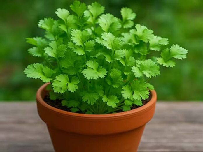 Coriander Variety: गमले में उगाने के लिए बेस्ट है धनिया की ये वैरायटी