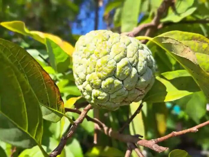 Custard Apple: जानें कैसे घर पर उगाएं कस्टर्ड एप्पल