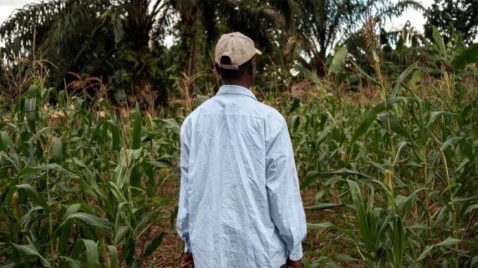 Farming Tips: बाढ़ प्रभावित किसान जरूर कर लें ये काम