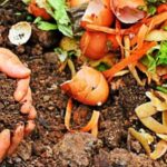Fertilizer: जानें कैसे नारियल के छिलके, राख और सड़ी सब्जियों से तैयार करें खाद