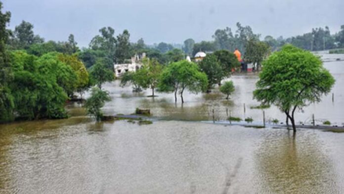 Crops: बाढ़ से होने वाले नुकसान की भरपाई के लिए इन फसलों की खेती कर सकते है किसान, होगा मुनाफा