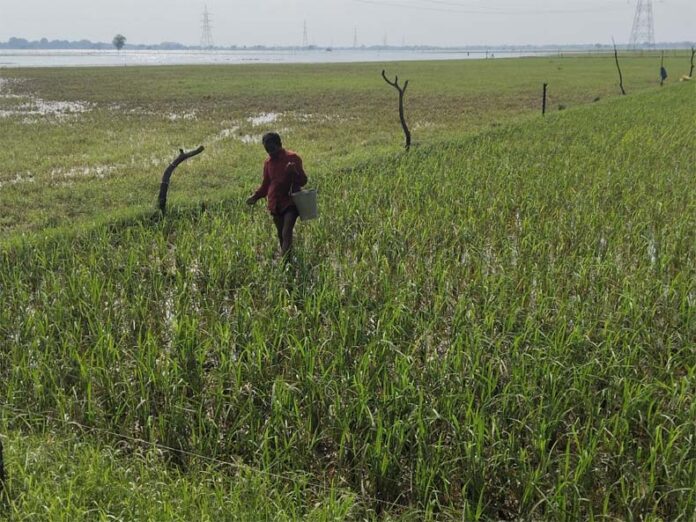 Flood Recovery Tips: बाढ़ के बाद धान, मक्का और कपास की फसल हो गई कमजोर तो करें ये उपाय