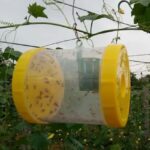 Fruit Fly Trap: बागवानी फसलों को कीटों से बचाएगा फ्रूट फ्लाई ट्रैप