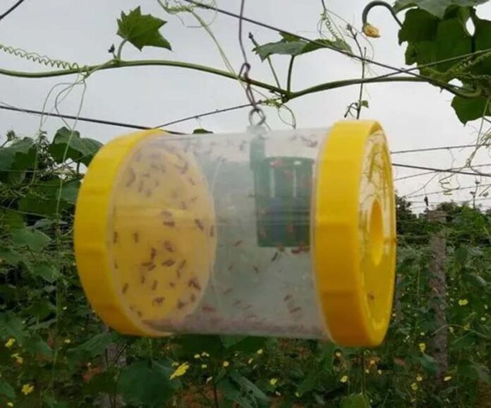 Fruit Fly Trap: बागवानी फसलों को कीटों से बचाएगा फ्रूट फ्लाई ट्रैप