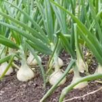 Garlic Farming: जानें कैसे करें लहसुन की खेती
