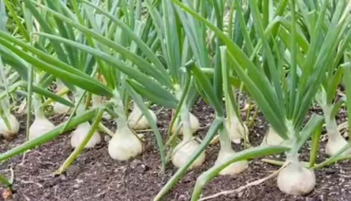 Garlic Farming: जानें कैसे करें लहसुन की खेती