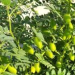 Gram Farming: जानें कब और कैसे करें चने की खेती