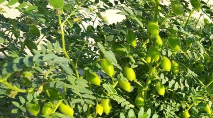 Gram Farming: जानें कब और कैसे करें चने की खेती