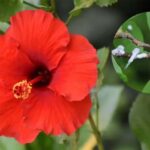 Hibiscus Plants: जानें गुड़हल के पौधे को सफेद कीड़े से बचान के उपाए