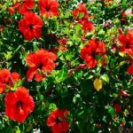 Hibiscus Tree: गुड़हल के पेड़ में डालें यह खास पानी