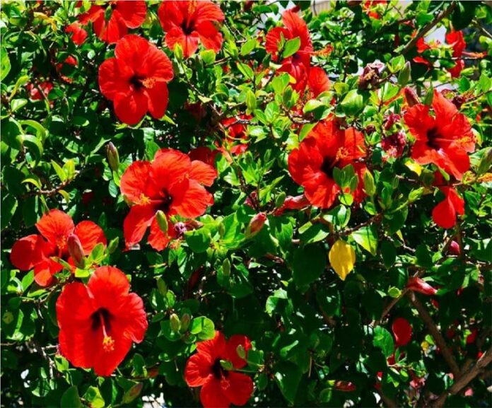 Hibiscus Tree: गुड़हल के पेड़ में डालें यह खास पानी