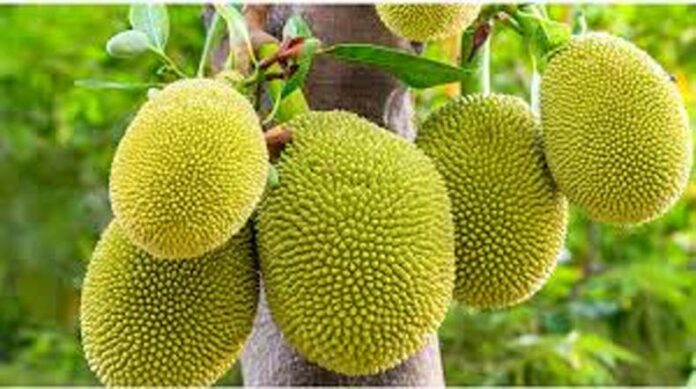 Jackfruit Farming: कटहल से होगी बंपर कमाई Jackfruit Farming: कटहल से होगी बंपर कमाई