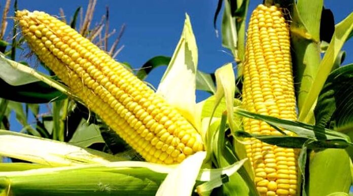 Makka Farming: जानें कैसे करें मक्का की खेती