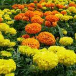 Marigold Flower: जानें घर में ऐसे उगाएं गेंदे का फूल