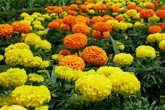 Marigold Flower: जानें घर में ऐसे उगाएं गेंदे का फूल