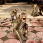 Monkey terror spread on the Charm border in Sitapur, an innocent child's life was snatched, body found