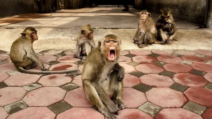Monkey terror spread on the Charm border in Sitapur, an innocent child's life was snatched, body found