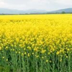 Mustard Farming: हल्की मिट्टी के लिए बेहतरीन है सरसों की आरएच-30 किस्म