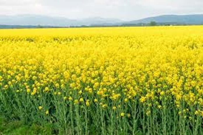 Mustard Farming: हल्की मिट्टी के लिए बेहतरीन है सरसों की आरएच-30 किस्म