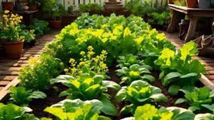 Mustard Greens: घर पर गमलों में उगाए सरसों का साग